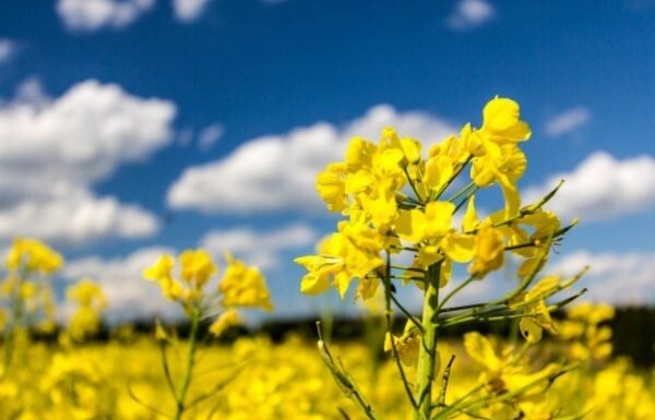Злая шутка погоды